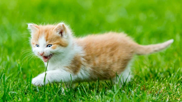 Ginger Mały Kotek Zbliżenie Rozmytym Tle Kolorowym Ogródku Śmieszne Zwierzęta — Zdjęcie stockowe