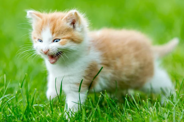 Ginger Pequeño Gatito Primer Plano Sobre Fondo Borroso Colorido Patio — Foto de Stock