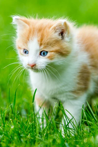 Ginger Little Kitten Close Blurry Background Colorful Backyard Funny Domestic — Stock Photo, Image