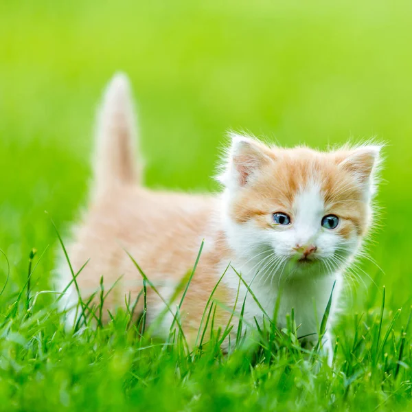 カラフルな裏庭のぼやけた背景に生姜の小さな子猫のクローズアップ 緑の芝生の上で面白い家畜 ストックフォト