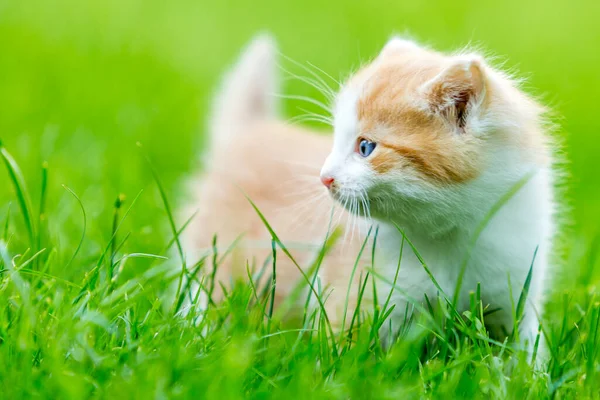 Petit Chaton Gingembre Gros Plan Sur Fond Flou Dans Une Photo De Stock