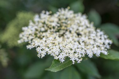 Şaşırtıcı mürver çiçeği, çiçek açıyor, yakın plan,