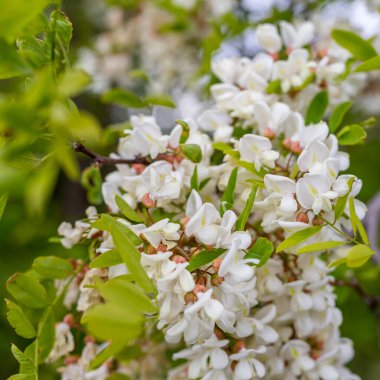 Akasya çiçek açmış, akasya çiçekleri