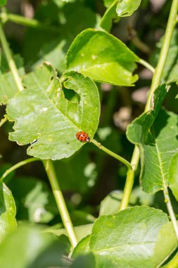 Yeşil yaprağın üzerinde oturan uğur böceği