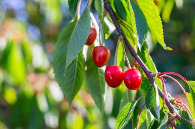 Ağaç dalında tatlı kırmızı kirazlar, yakın