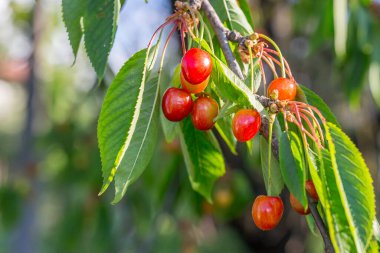 Ağaç dalında tatlı kırmızı kirazlar, yakın