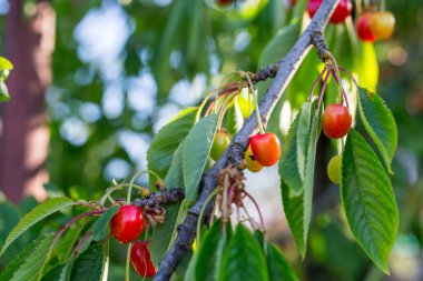 Ağaç dalında tatlı kırmızı kirazlar, yakın