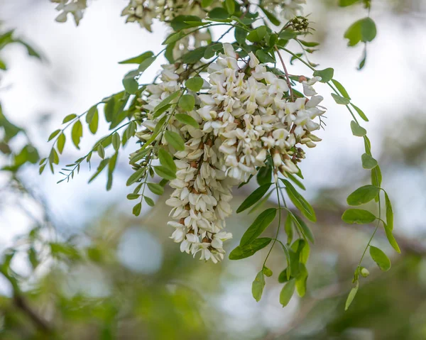 Acacia Bloom Acacia Flowers — Stock Photo, Image