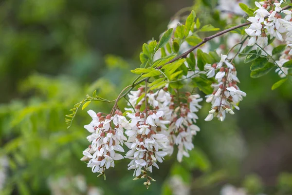 acacia in bloom, acacia flowers