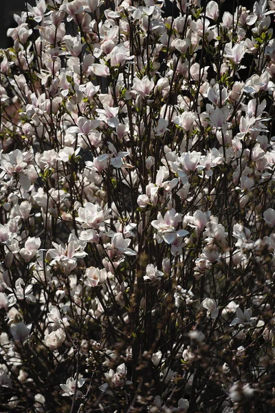 Branches Arbres Sont Parsemées Fleurs Beaucoup Fleurs Remplissent Tout Cadre — Photo