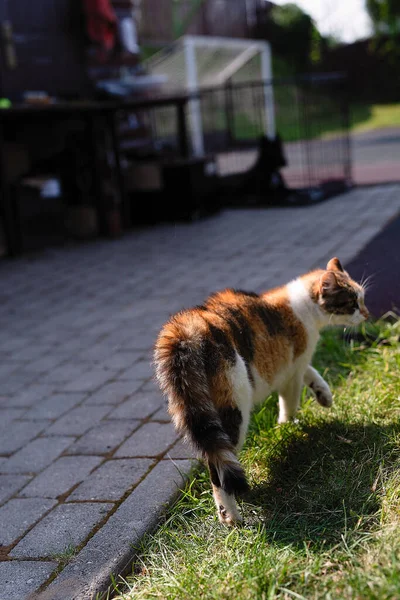 Gato Está Enojado Arqueado Espalda Mira Hacia Otro Lado Está — Foto de Stock