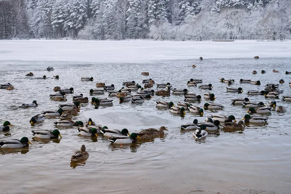 birds on a freezing lake in winter, a river filled with birds, ducks and swans swim along the river, snow has fallen, the river is covered with ice