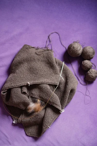 Purple Couch Kitten Sleeps Wrapped Knitted Scarf — Stock Photo, Image