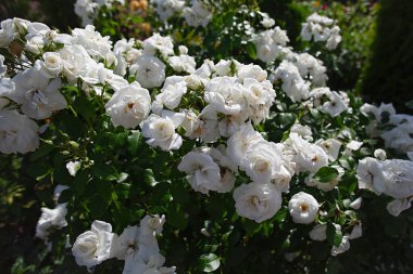 Büyük çalılar beyaz güllerle doludur, bir sürü güzel kokulu çiçek, bitkiler solar ve çiçekler solar, güneşin ışınları parktaki bitkilere eşit olmayan bir şekilde düşer.,