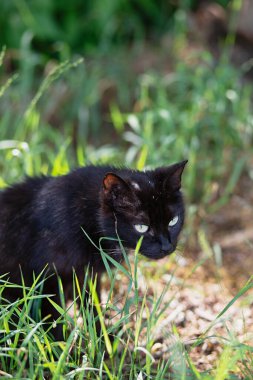 Evsiz siyah kedi çimenlerde oturur, kafasındaki yaralar ve yaralar, seçici odaklanma