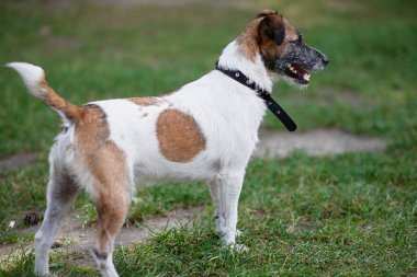 Jack Russell parkta yürümek için, köpek yaka, aktif bir hayvan koşmaya hazır.,