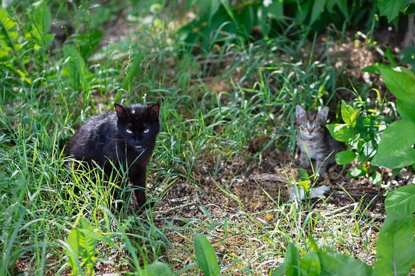 无家可归的黑猫坐在森林的草地上 旁边是它的孩子 被遗弃的动物很孤独 寻找食物 躲避危险 有选择地寻找焦点 — 图库照片