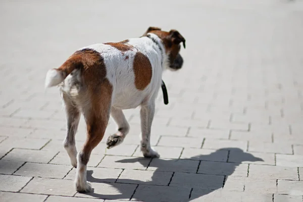Собака Воротником Потерялась Бродит Городу Грязная Бродячая Собака Голоден Джек — стоковое фото
