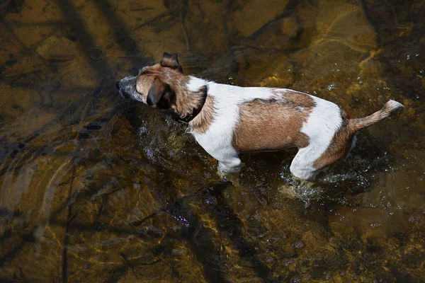 Jack Russell Con Collare Collo Saltò Acqua Animale Nuota Nel — Foto Stock