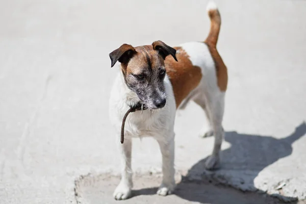 Bellissimo Cane Purosangue Jack Russell Sfondo Chiaro Cane Bianco Con — Foto Stock