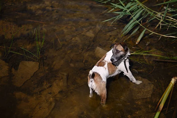 wet and dirty dog stands in  river, animal is wet and does not look well-groomed
