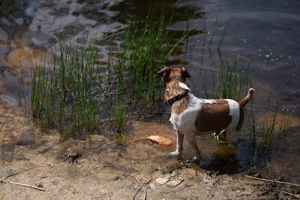 Cane Nuotato Nel Fiume Andato Riva Scarichi Acqua Animale — Foto Stock