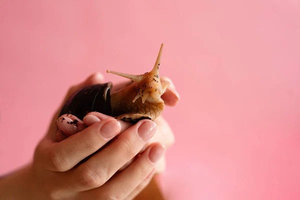 female hands holding grape snail,  snail is smeared with mud, close-up