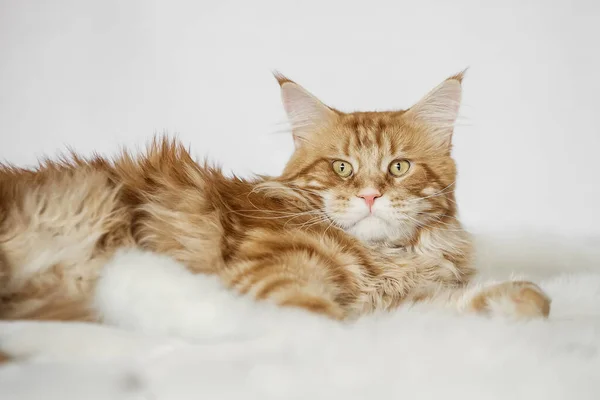 Hermosa Hermosa Rojo Maine Coon Gato Encuentra Fondo Claro —  Fotos de Stock