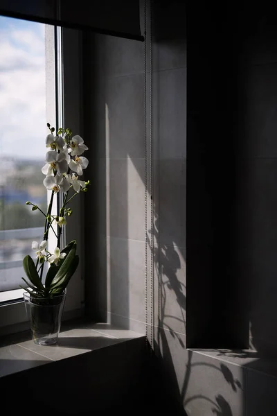Topf Mit Archideen Steht Fenster Graue Wände Fliesen Blumenschatten Der — Stockfoto