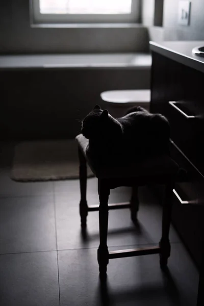 outlines of  cat in  dark bathroom, animal sitting on  chair, back lighting