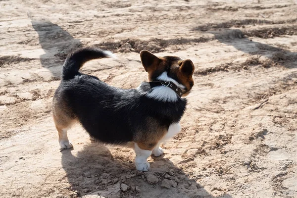 犬の背中からの写真 犬は砂の上で遊んでいます ホームレスの犬の概念 首の周りに襟付きのペット ストック画像