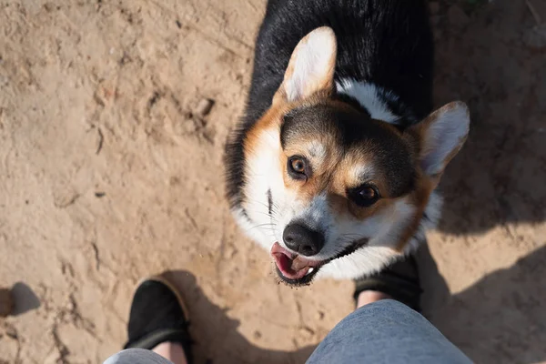 フレンドリーな犬はオーナーを見上げ口を開けて舌を出し ロイヤリティフリーのストック画像