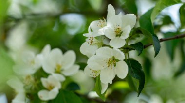 Bahçelerde meyve ağaçları,