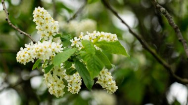Bahçelerde meyve ağaçları,