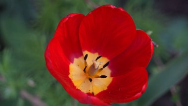 İlkbaharda açan lalelerin renkleri