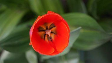 İlkbaharda açan lalelerin renkleri