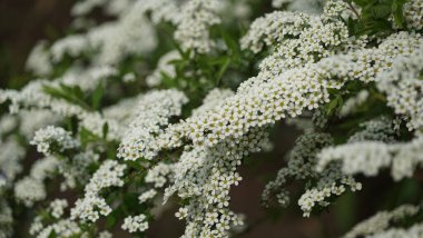 Bahçelerde meyve ağaçları,