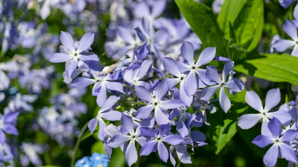 Yaz güneşinde Phlox çiçekleri