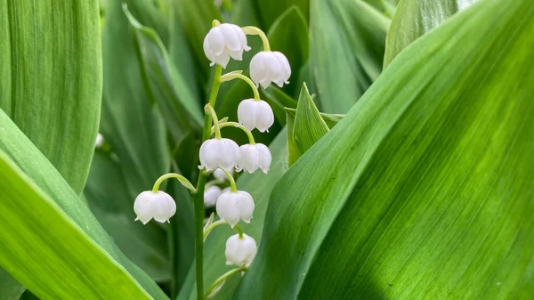 Lys Vallée Fleurissant — Photo