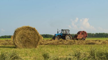 Tarlada saman topluyorum.