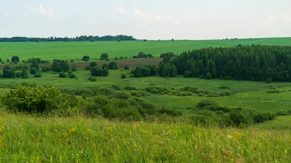 Fields Summer Russian Hinterland — Stock Photo, Image