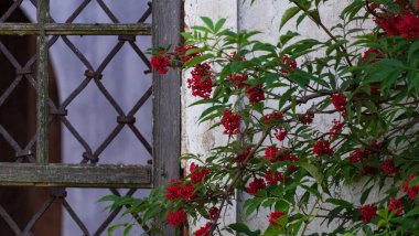 Terk edilmiş bir kilisenin yanında bir yığın mürver.