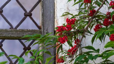 Terk edilmiş bir kilisenin yanında bir yığın mürver.