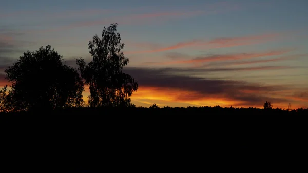 Silhuetas Árvores Fundo Pôr Sol Verão — Fotografia de Stock