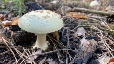 Grebe. Kuru yaprakların arasında, ormandaki beyaz zehirli mantar. Psikoaktif ve iyileştirici