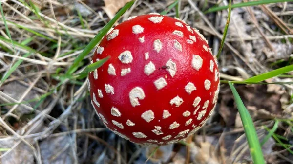 Amanita Muscaria Красный Ядовитый Гриб Летит Агариком Лесу Среди Сухих — стоковое фото