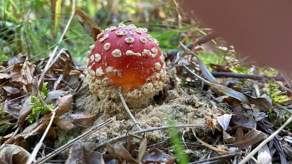 Amanita Muscaria Červené Jedovaté Houby Létají Agaricky Lese Mezi Suchými — Stock fotografie