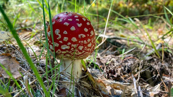 Amanita Muscaria. Kırmızı zehirli mantar, ormanda kuru yaprakların arasında agarik uçar. Psikoaktif ve iyileştirici