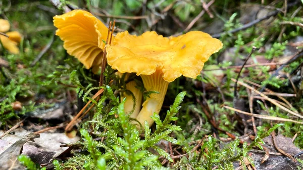 Chanterelle蘑菇特写 森林中的黄色食用菌 金银花 — 图库照片