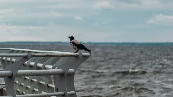 Grey Raven sitting on the pier